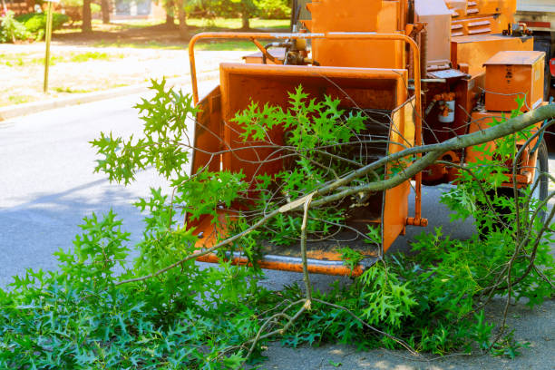 Best Stump Grinding Near Me  in Seabrook, SC